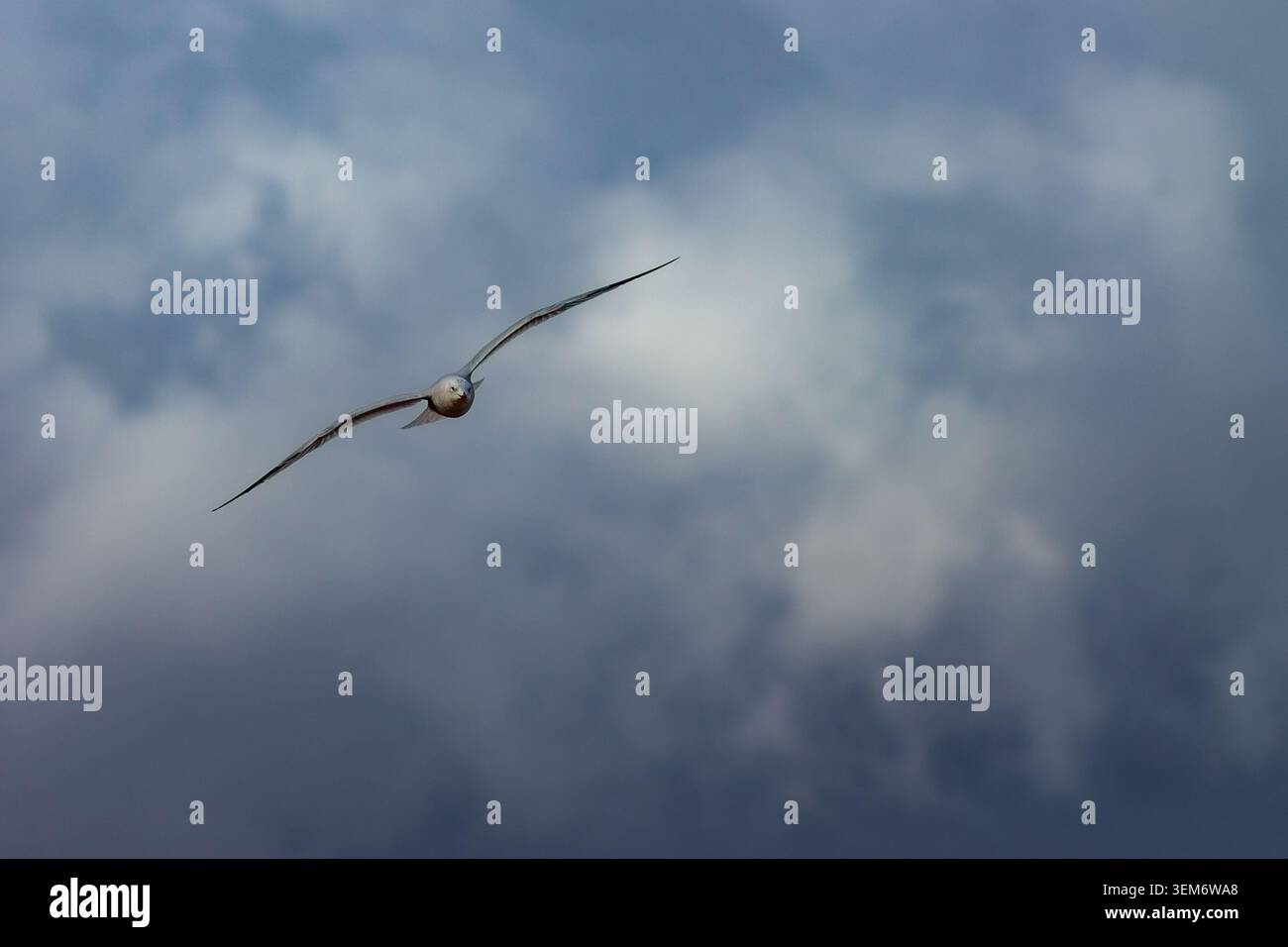Une mouette solitaire capturée dans un moment de puissance sereine, planant directement vers le spectateur contre un ciel dramatique et sombre. L'oiseau est représenté en pleines ailes Banque D'Images