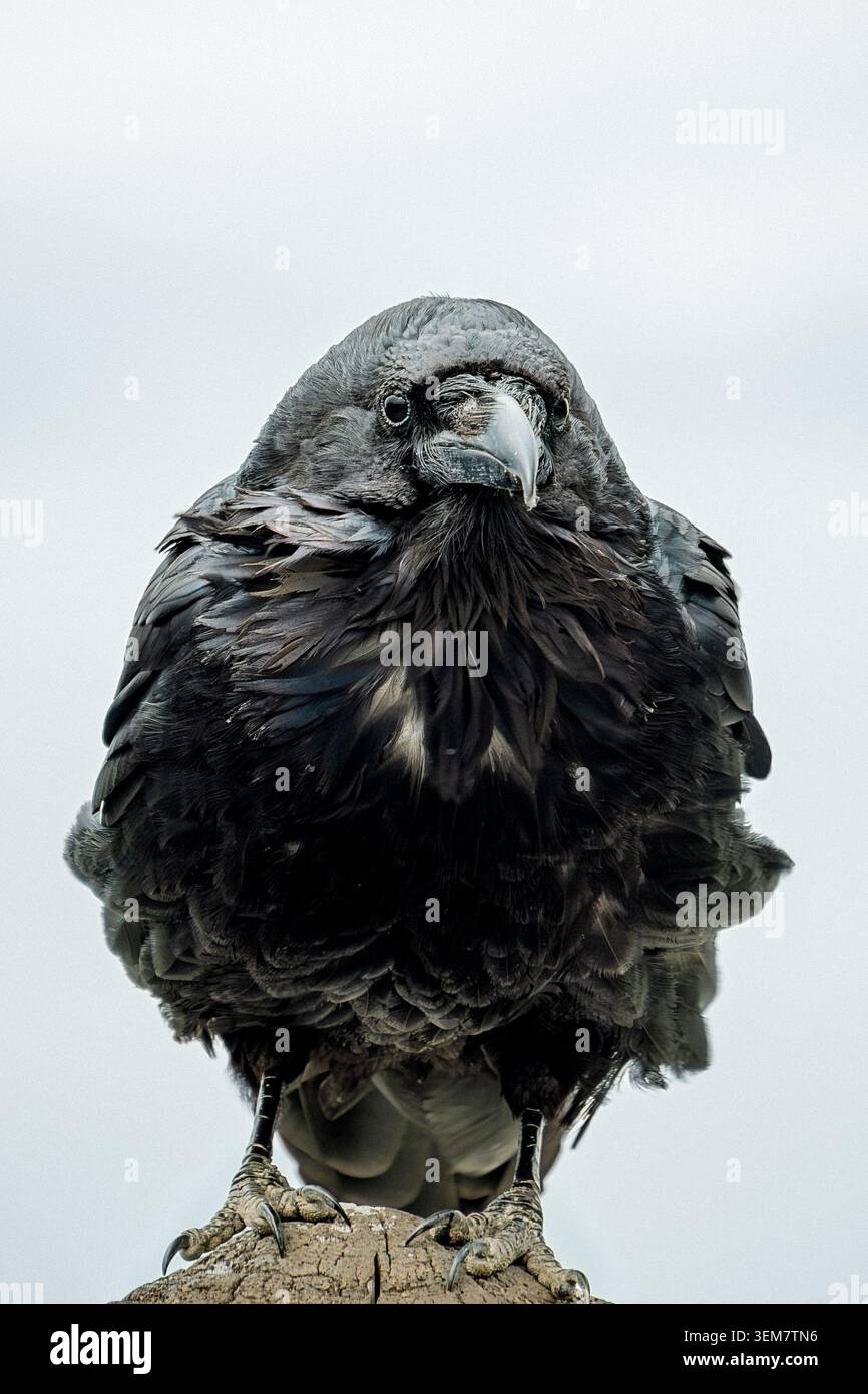 Gros plan d'un grand corbeau noir perché sur la roche contre le ciel clair Banque D'Images