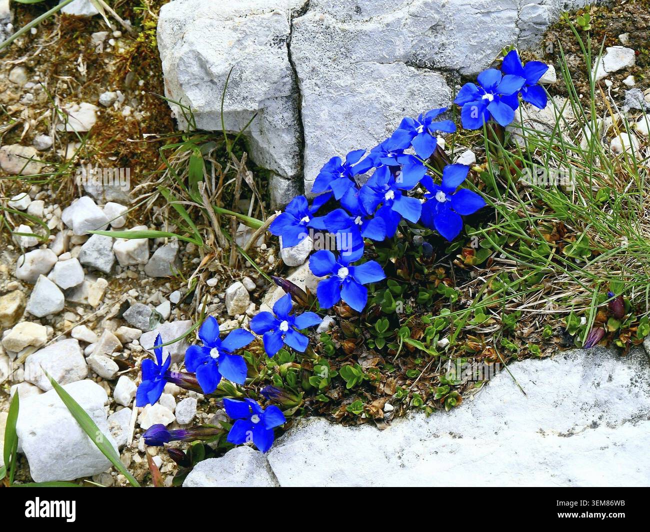 Les pétales bleu vif contrastent avec les pierres grises, tandis que les parcelles d'herbe verte et le petit feuillage entourent ajoutent de la texture Banque D'Images