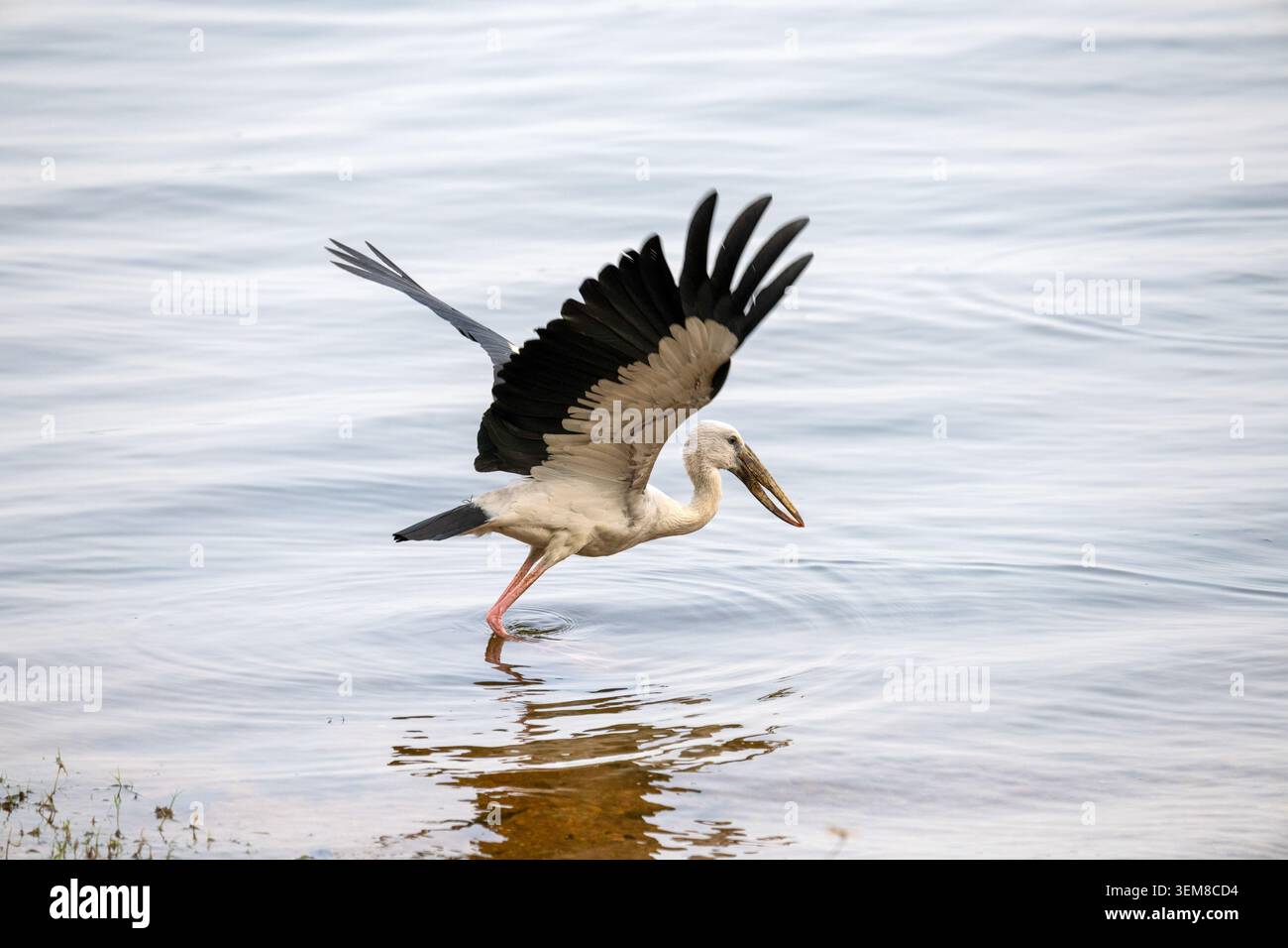 Une cigogne à bec ouvert d'Asie (Anastomus oscitans) déploie ses ailes, sur le point de s'envoler d'une zone humide du parc national de Minneriya, au Sri Lanka. Banque D'Images