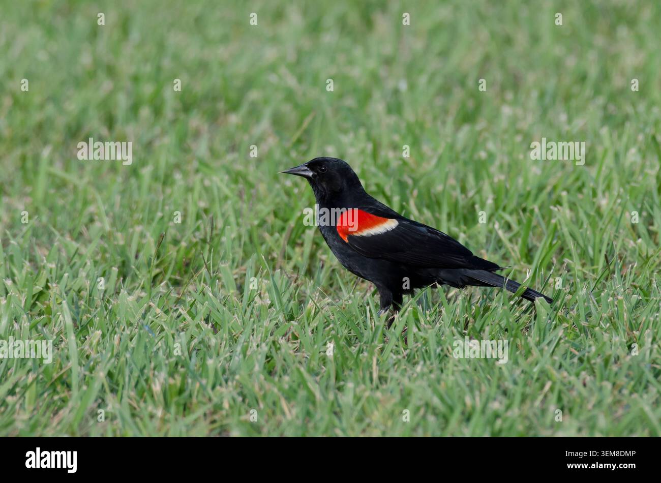 Oiseau noir à ailes rouges, Agelaius phoeniceus, mâle Banque D'Images