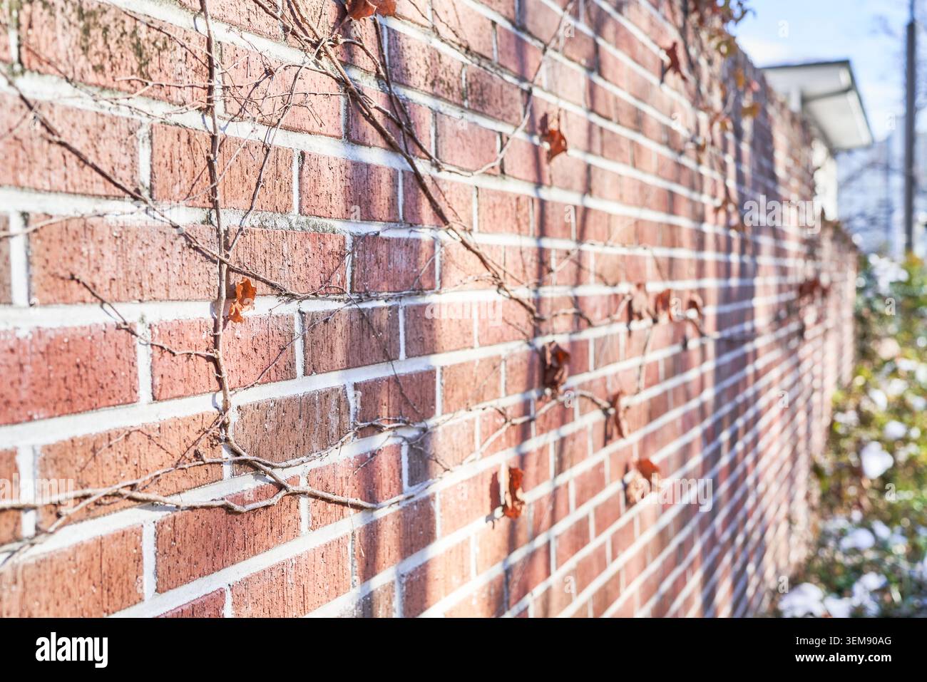 Vignes de lierre séchées sur un mur de briques rouges en hiver. Les motifs de vigne contre la brique texturée créent une ambiance atmosphérique et rustique. Banque D'Images