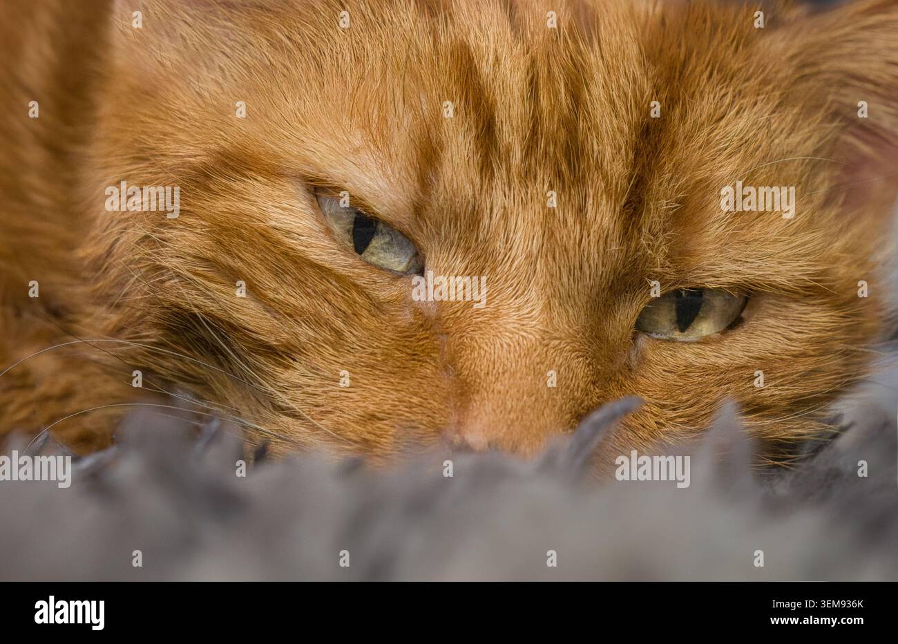 Gros plan d'un chat au gingembre avec les yeux fixés reposant sur un tapis gris doux. Concentrez-vous sur la fourrure moelleuse et le regard félin intense. Avec un espace pour la copie de texte Banque D'Images