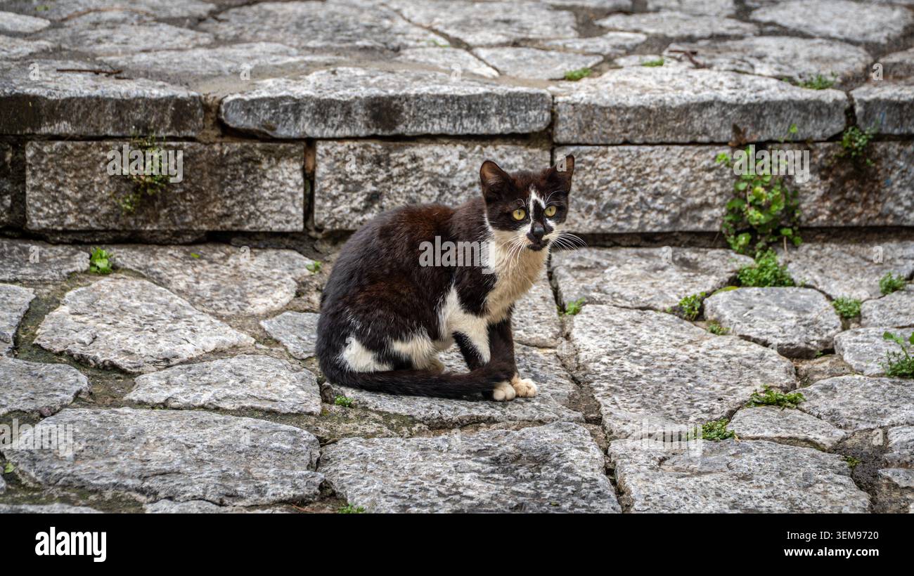 Un chat errant noir et blanc assis vigoureusement sur des marches en pierre à Marmaris, Turquie. Vie animale de rue et texture urbaine. Banque D'Images