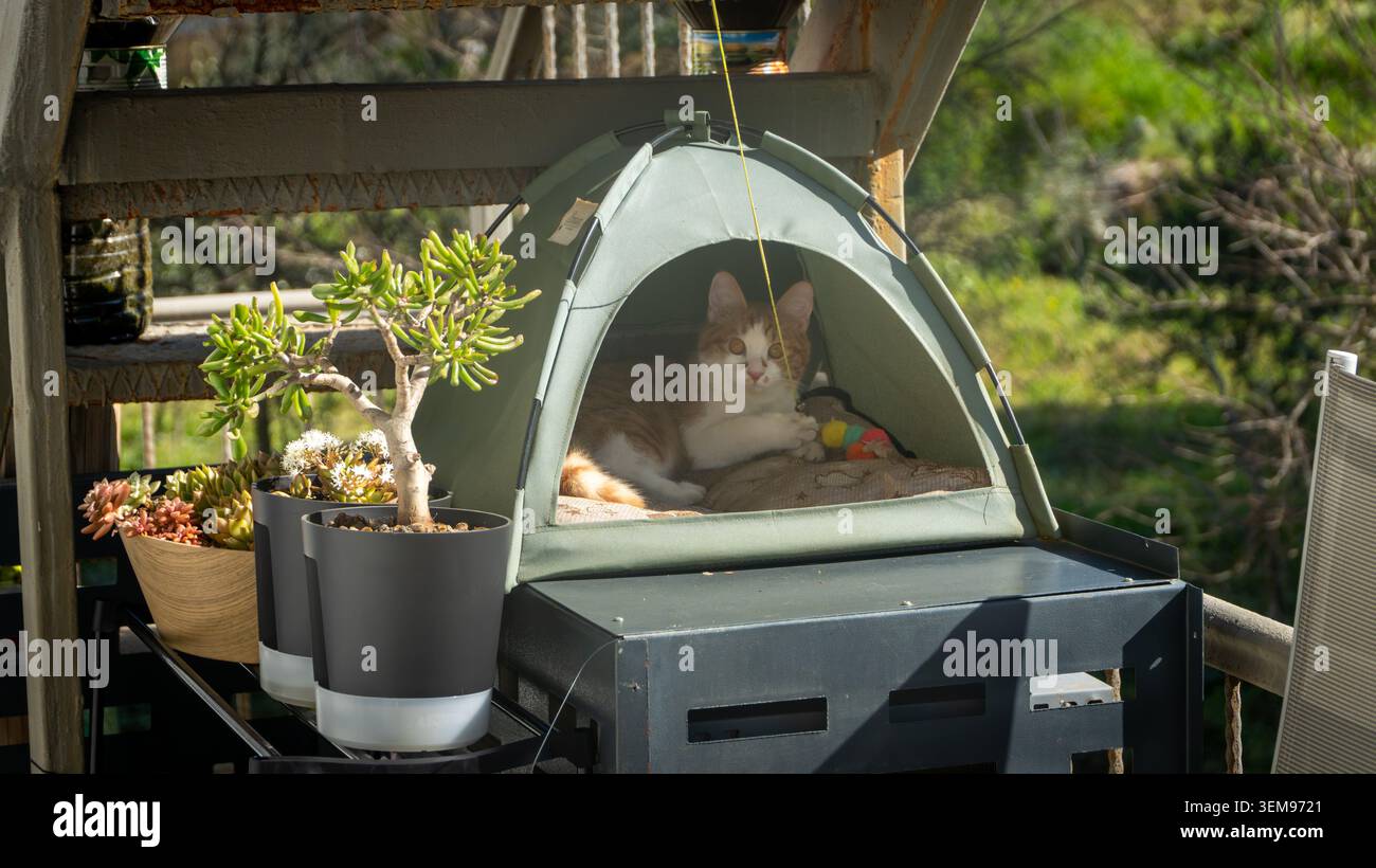 Gingembre et chat blanc se relaxant dans une tente verte confortable pour animaux de compagnie sur un balcon ensoleillé, entouré de plantes en pot. Mode de vie paisible des animaux domestiques Banque D'Images