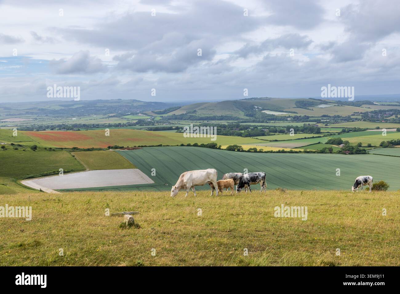 Des vaches qui paissent sur Firle Beacon dans les South Downs, avec des terres agricoles en contrebas Banque D'Images
