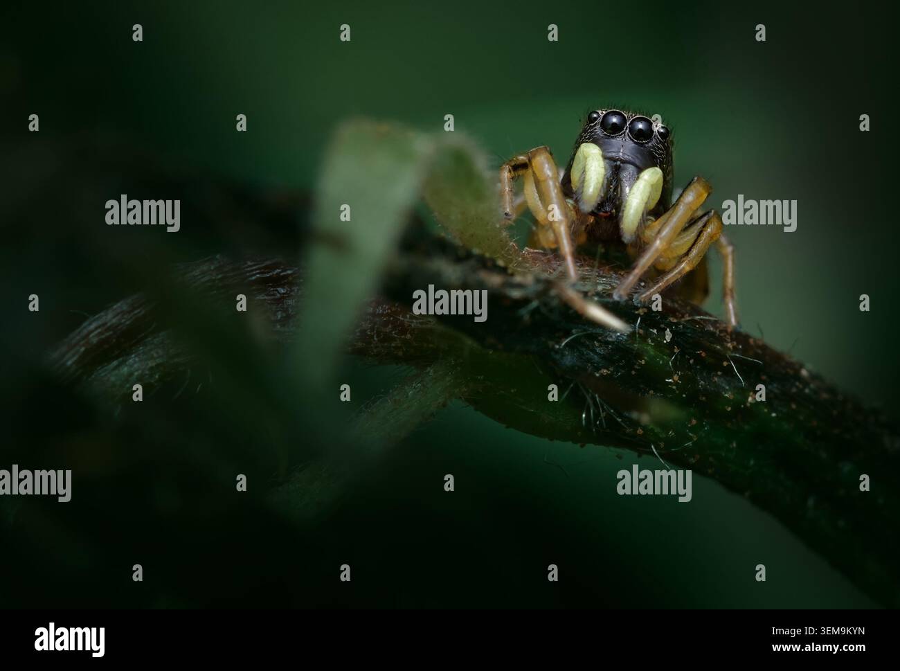 Macro, gros plan d'Une femme Jumper Sun Jumper Spider, Heliophanus cupreus, avec Pedipalps verts face à la caméra au repos, New Forest, Royaume-Uni Banque D'Images