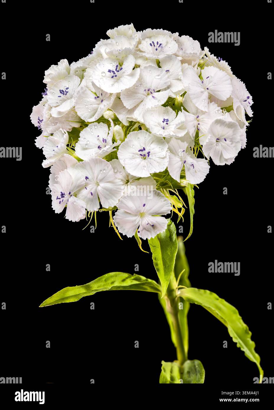 Une macro photographie détaillée d'un amas de fleurs blanc immaculé Sweet William dianthus avec de minuscules gouttelettes d'eau sur les pétales isolées sur un fond noir solide Banque D'Images