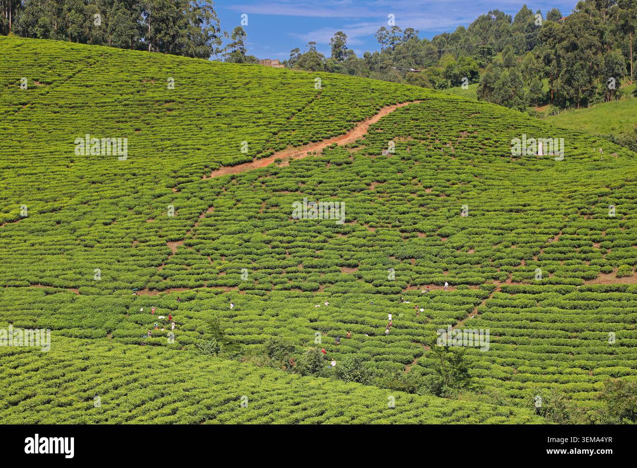 Tee-Plantage à Süd-Ouganda | plantation de thé dans le sud de l'Ouganda Banque D'Images