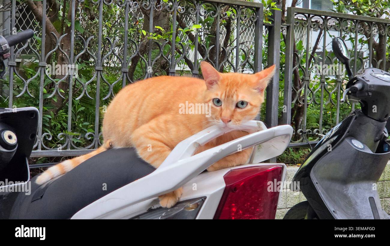 Chat tabby de gingembre errant reposant sur un scooter à moteur stationné sur une rue de la ville de près Banque D'Images