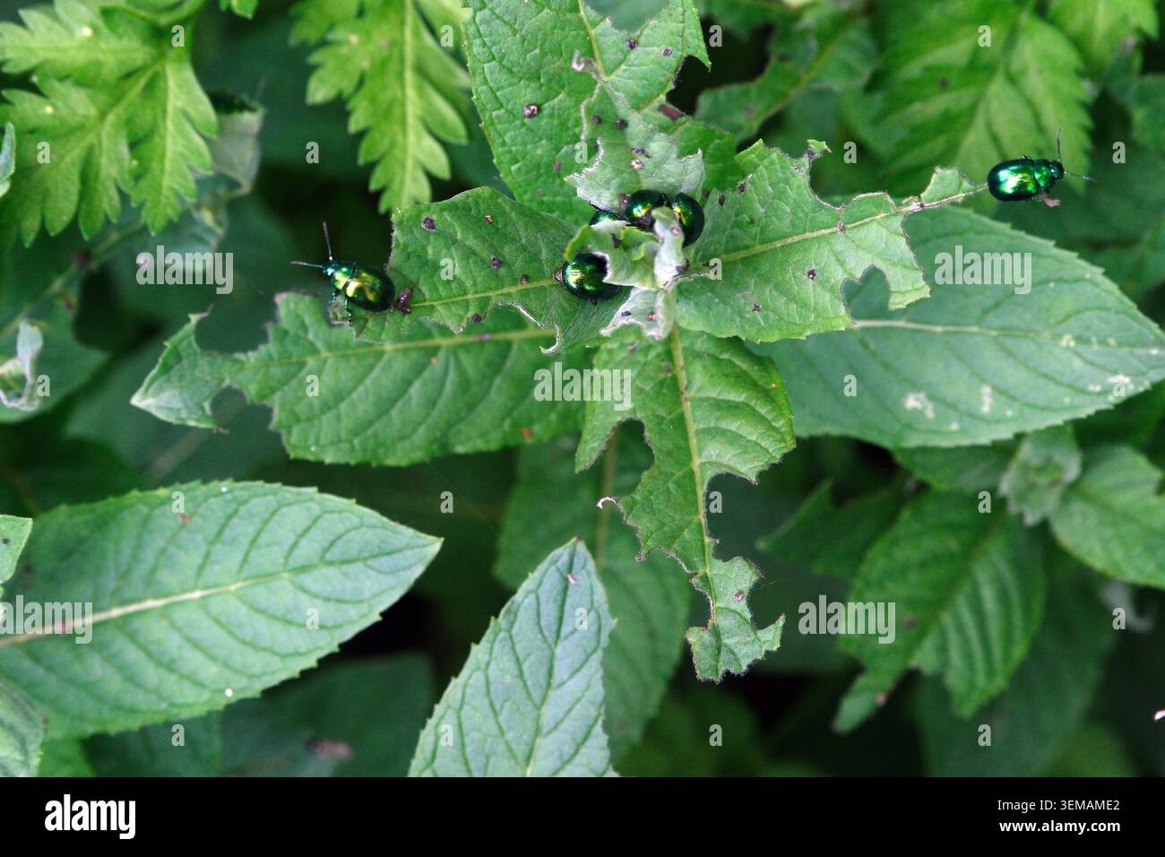 Coléoptère à la menthe ou coléoptère à la menthe verte. Chrysolina herbacée Banque D'Images