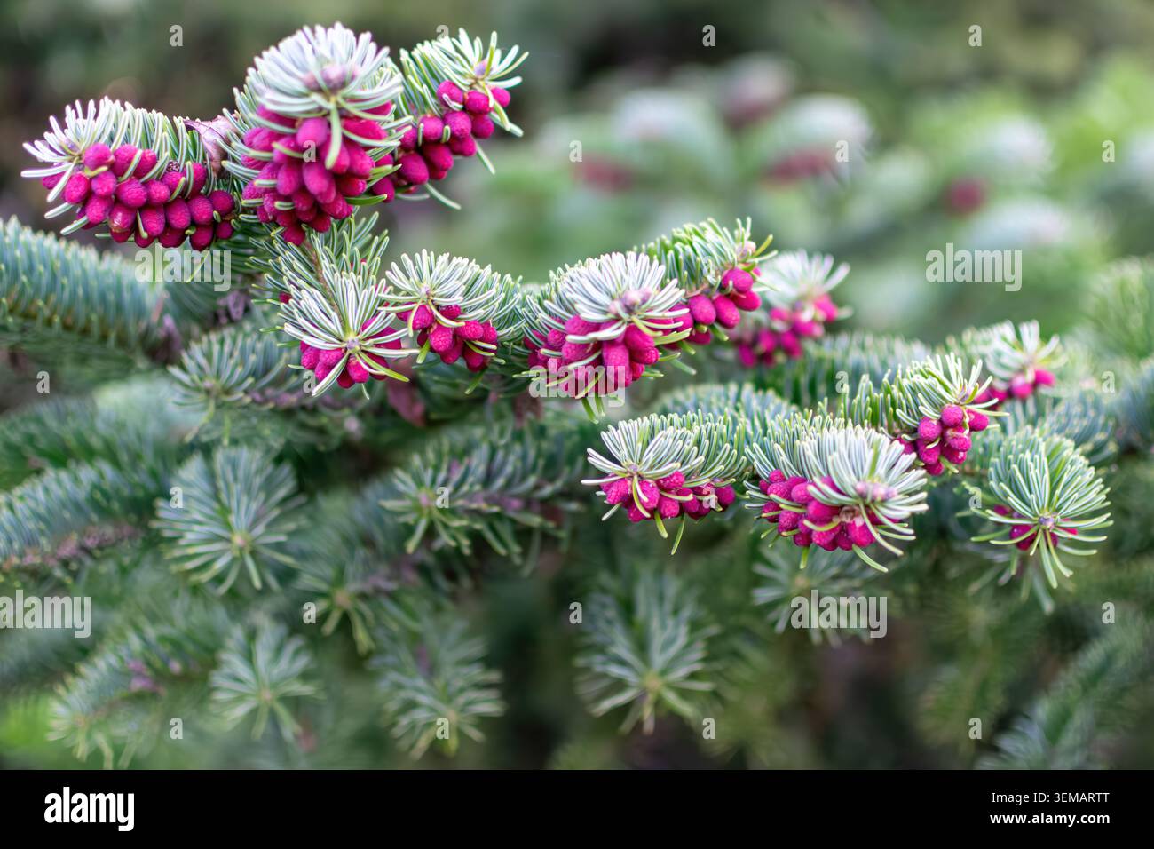 Vue rapprochée des cônes de sapin coréen violets vifs et des aiguilles vertes avec un fond doux à feuilles persistantes. Banque D'Images