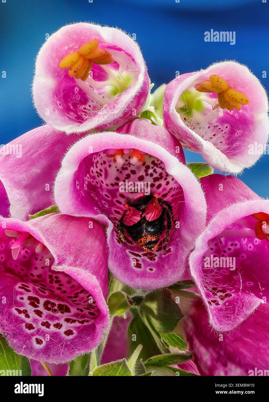 Abeille sauvage rassemblant le nectar au cœur des fleurs vibrantes de foxglove, créant un superbe portrait macro-rose violet de la beauté délicate de la nature. Banque D'Images