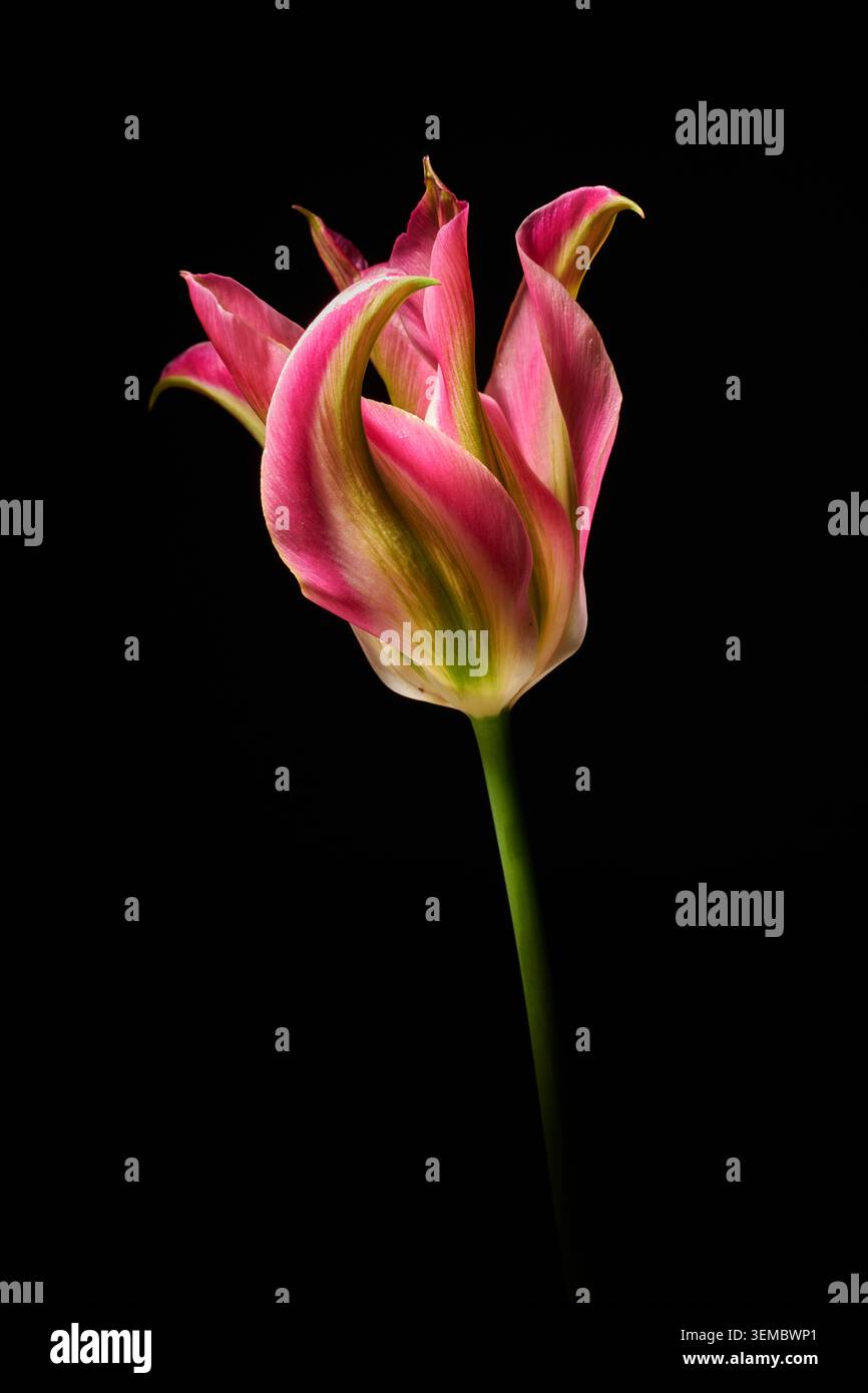 Tulipe 'Virichic' sur fond sombre Banque D'Images