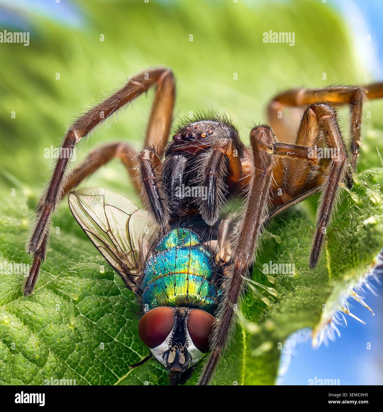 Parmi les orties piquantes, un tisserand en entonnoir surmonte les chances pour capturer une mouche irisée chatoyante. Banque D'Images