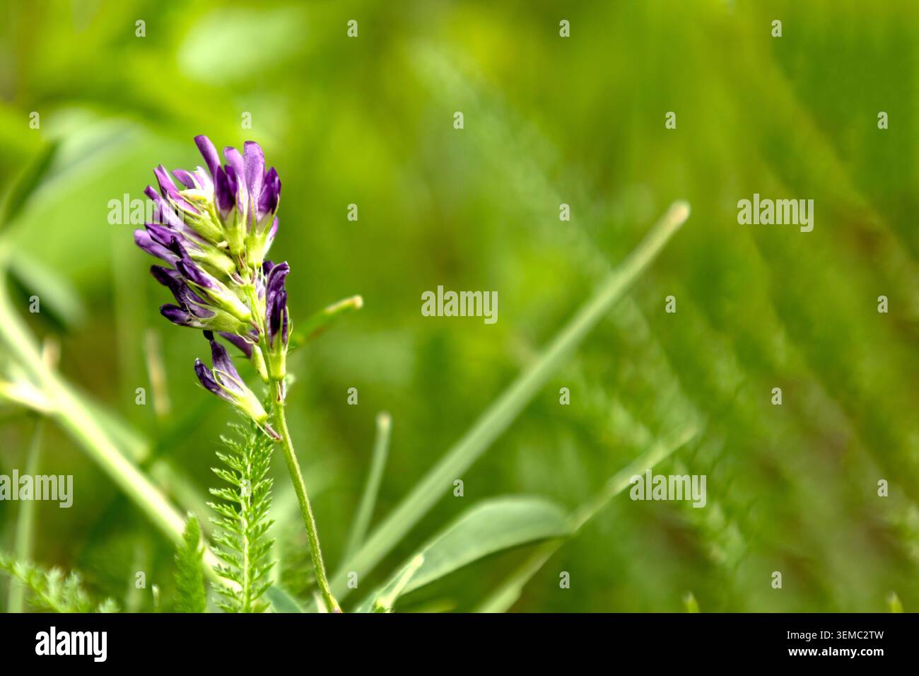 Fleur de luzerne violette fleurie dans un pré Banque D'Images