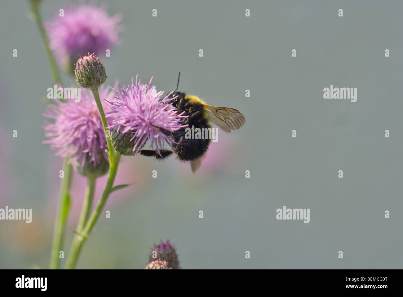 Bourdon recueillant le pollen sur une fleur de chardon violet Banque D'Images