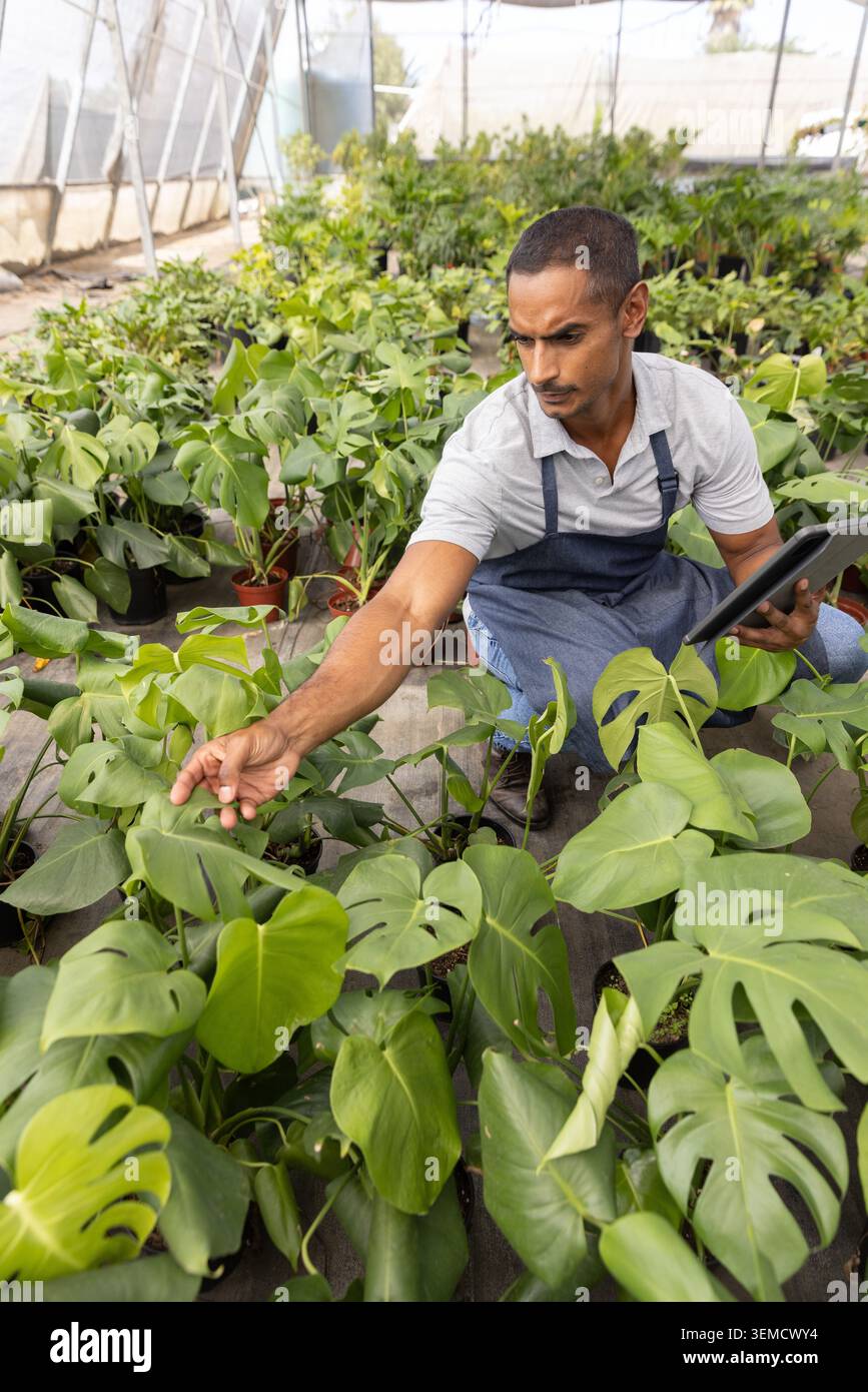 Homme agenouillé parmi Monstera en pot dans la serre portant un polo gris et tablier bleu tenant la tablette Banque D'Images