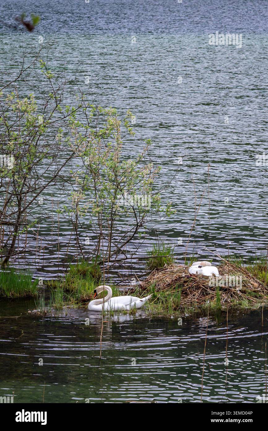 Une paire de cygnes sont sur leur nid au bord de l'eau du lac Alpsee à Schwangau, en Bavière, mettant en valeur la beauté de la nature. Banque D'Images