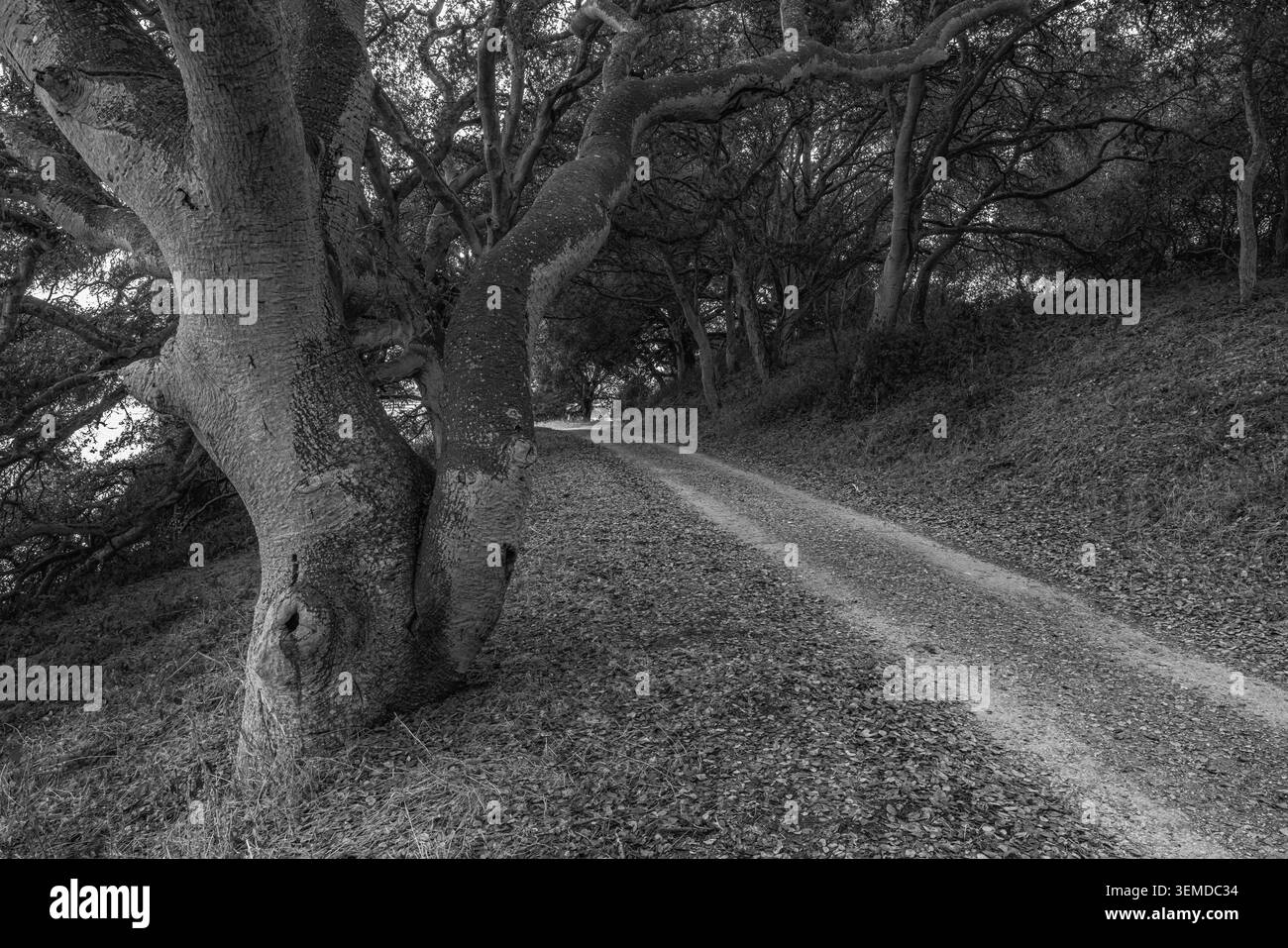 Coast Live Oak, Quercus agrifolia, dans une forêt de chênes le long d'un sentier dans la réserve nationale de recherche estuarine d'Elkhorn Slough, côte californienne, États-Unis Banque D'Images