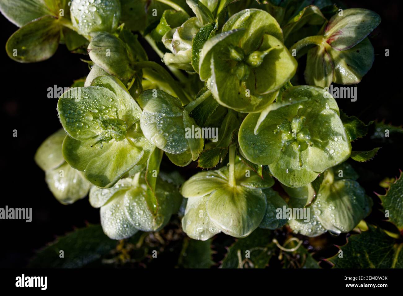 Helleborus argutifolius. En forme de bol, hochant la tête, fleurs vert pâle 4-5cm de largeur sont portés en grandes grappes ouvertes, du milieu de l'hiver au milieu du printemps. Banque D'Images