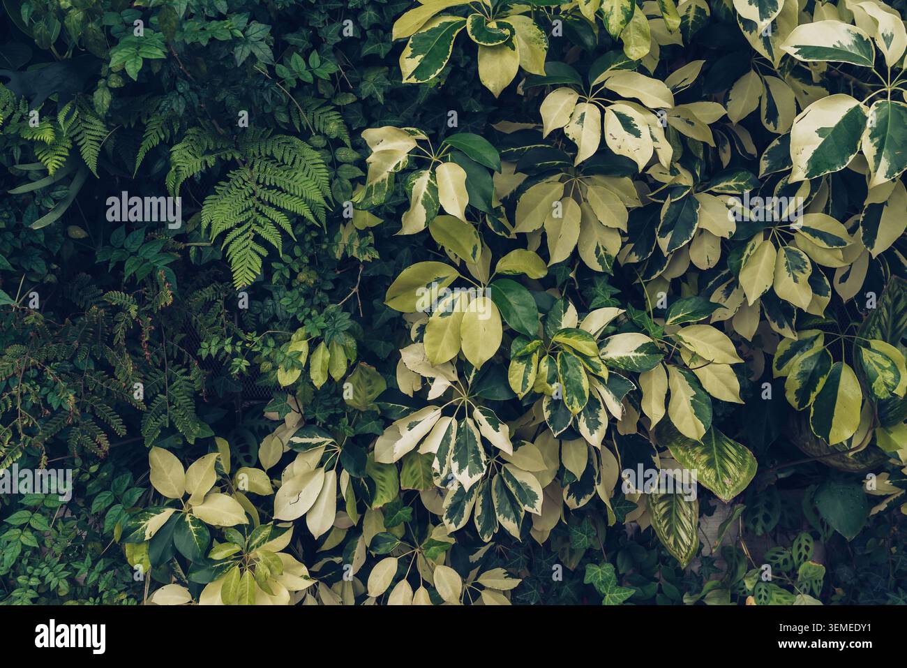 jardin vertical avec plantes tropicales densément plantées Banque D'Images
