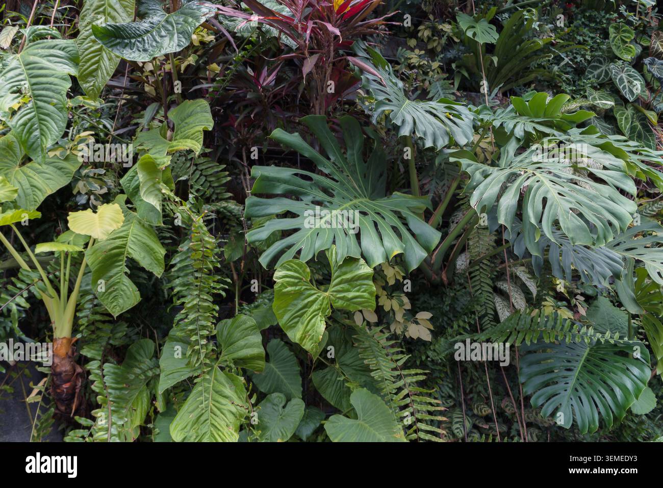 mur vivant de plantes tropicales avec toutes les nuances de vert Banque D'Images