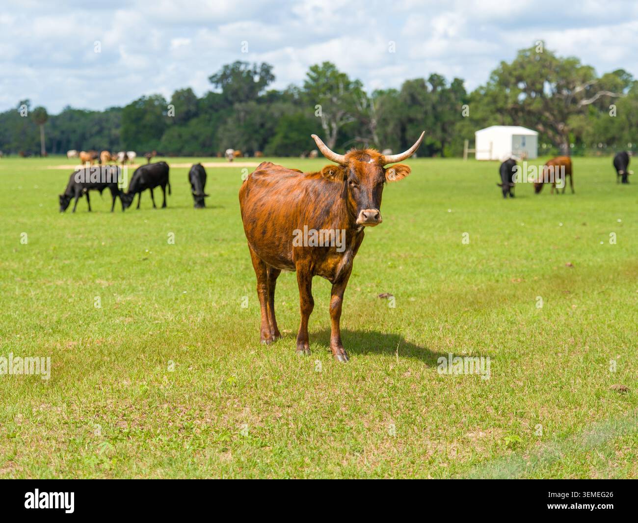 Bûcher à cornes brun debout sur un champ d'herbe de pâturage vert regardant directement la caméra avec un troupeau de bétail en pâturage en arrière-plan. Banque D'Images