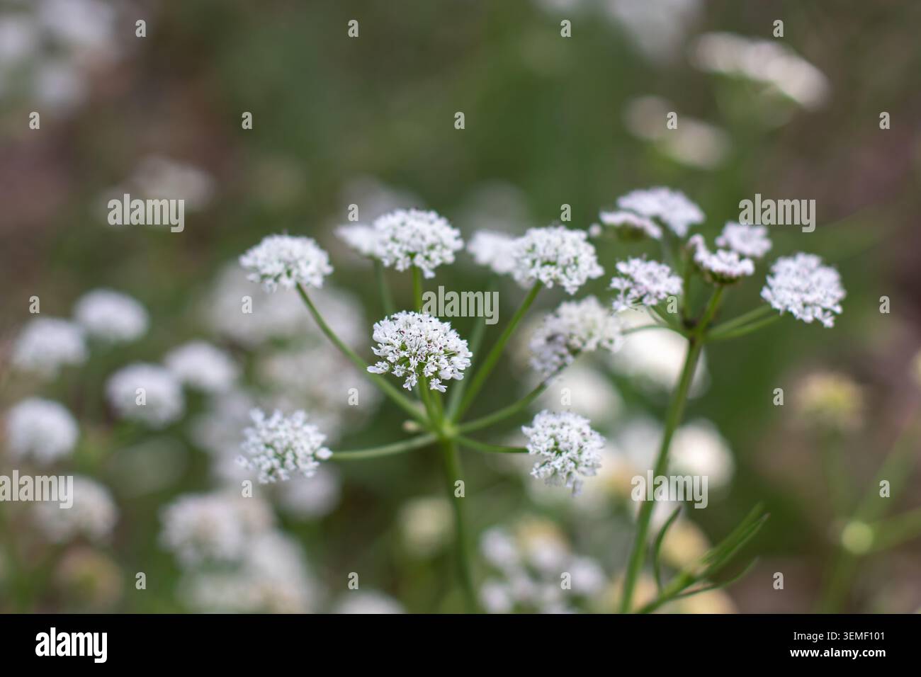 Gros plan des Oenanthe globulosa Oenanthe, un membre de la famille des Apiaceae, photographiés avec une faible profondeur de champ et un arrière-plan naturel flou doux Banque D'Images