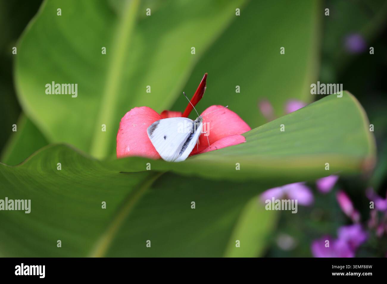 Petit papillon blanc chou sur une fleur en gros plan, Tyrol du Sud, Italie Banque D'Images