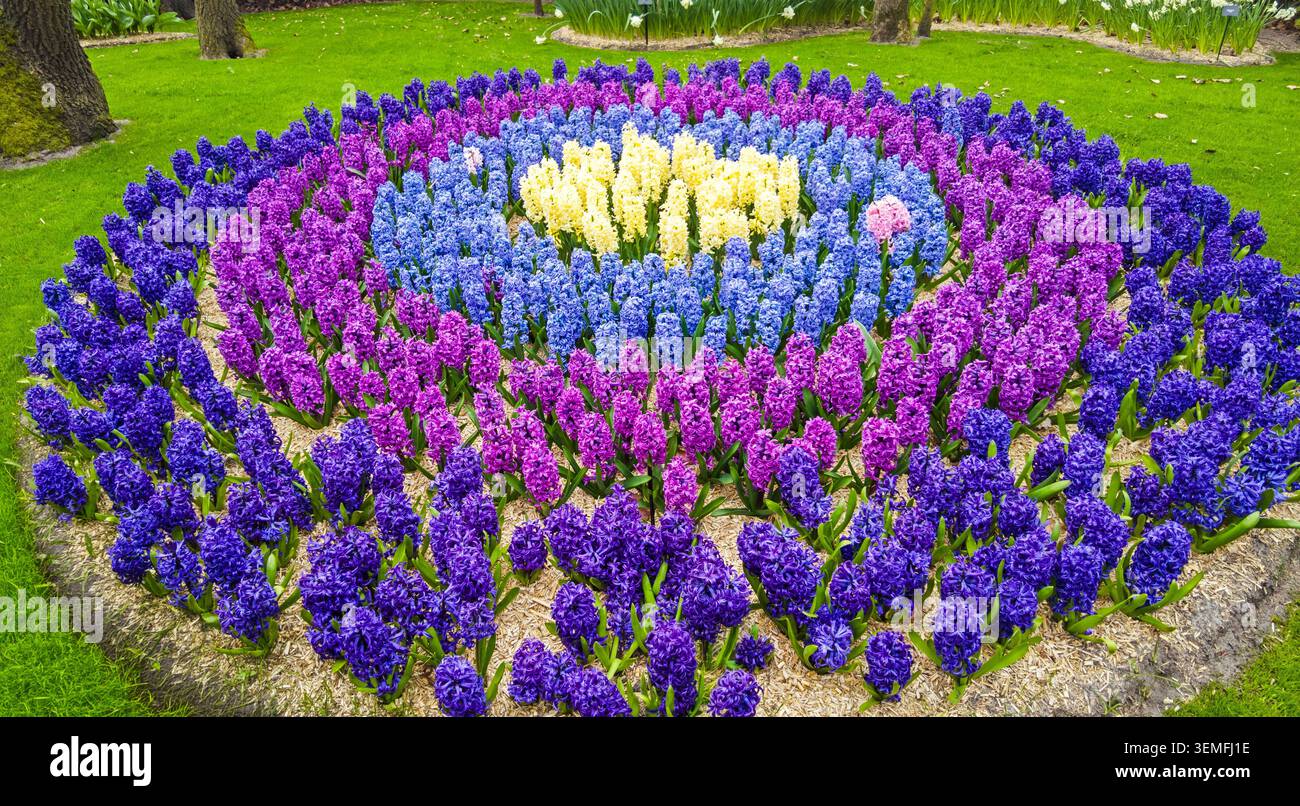 Floraison de jacinthes bleues, violettes et blanches Banque D'Images