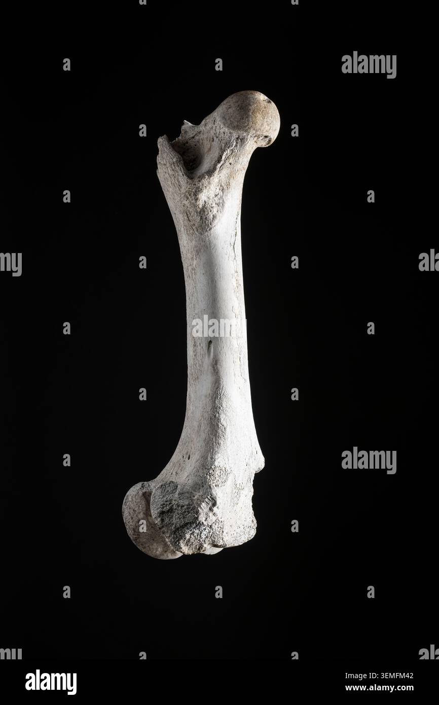 Un fémur de vache trouvé dans un champ (Royaume-Uni), photographié sur fond noir. Longueur hors tout 45cm Banque D'Images