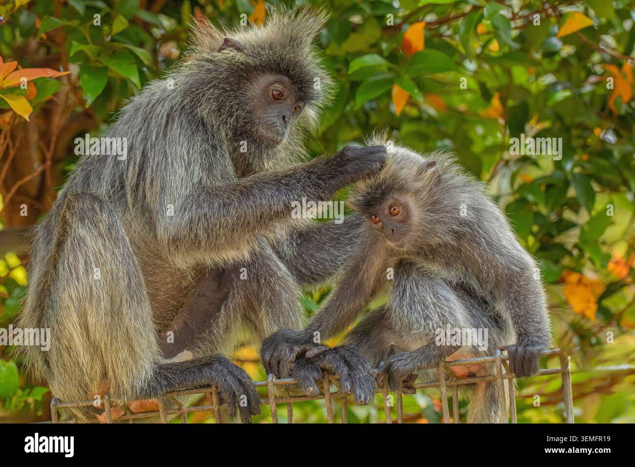 Portrait de langur gris touffeté Semnopithecus priam, également connu sous le nom de langur gris Madras, et langur sacré Coromandel. singe gris drôle shaggy vivant fr Banque D'Images