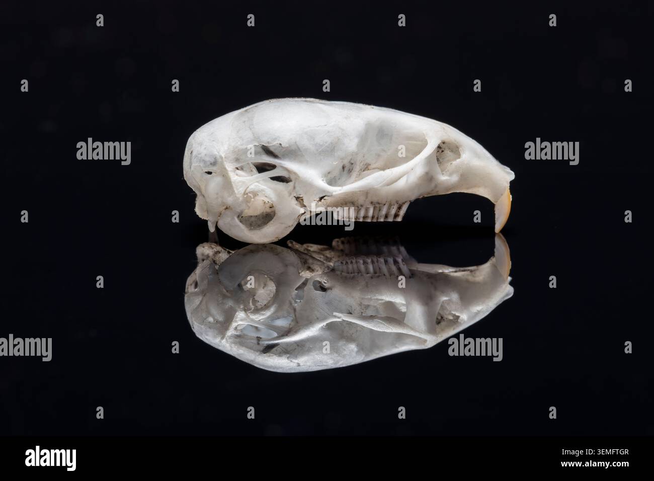 Le crâne d'un vole de champ (Microtus agrestis ou campagnol à queue courte), trouvé au Royaume-Uni. Un des mammifères européens les plus communs. Le crâne mesure 2cm de long Banque D'Images