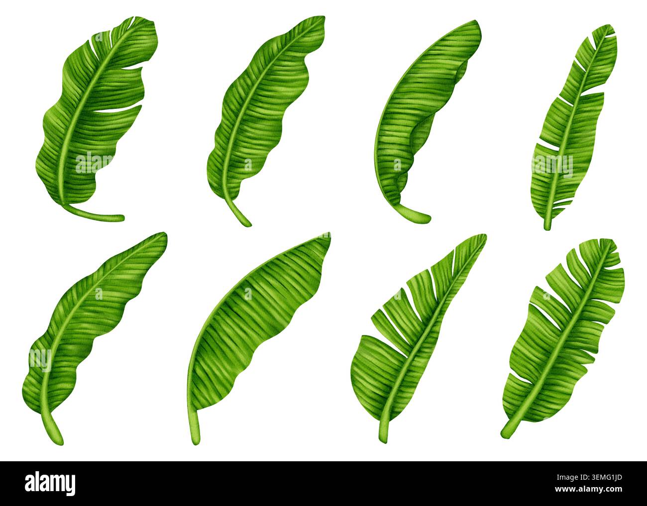 Ensemble d'illustration d'aquarelle de feuilles de banane. Détaillé, peint à la main feuillage vert tropical est parfait pour les invitations de mariage, textile à la mode pr Banque D'Images