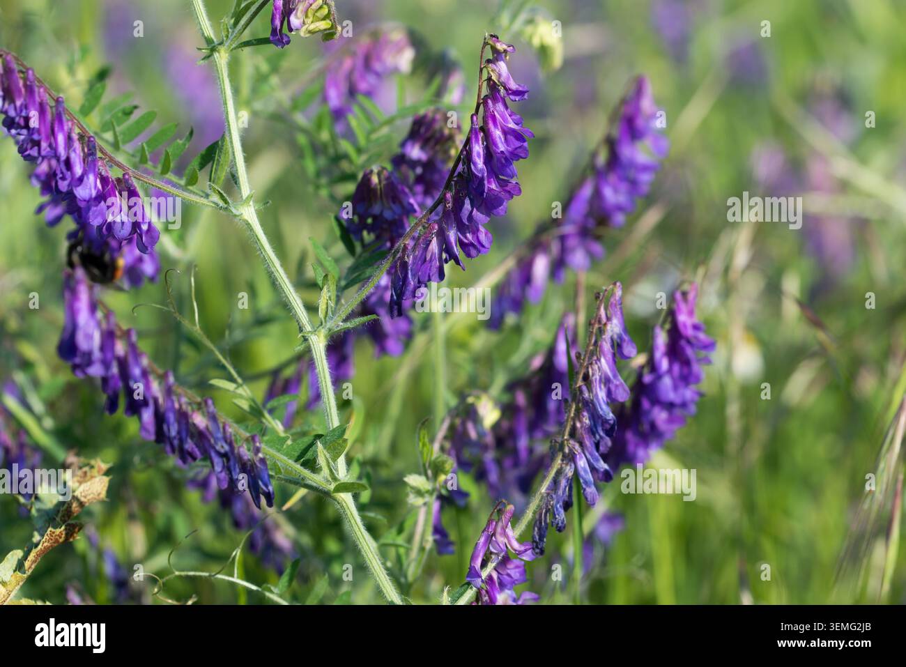 Vesce poilue, Vicia villosa violette fleurs gros plan sélectif Banque D'Images