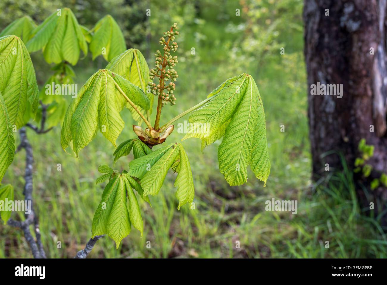 Gros plan de l'inflorescence du châtaignier (Aesculus hippocastanum) au début du printemps. Banque D'Images