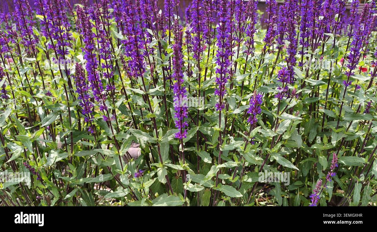 La sauge fleurit dans un jardin d'été. L'image transmet la beauté de la nature, des idées pour l'aménagement paysager et le jardinage ornemental. Banque D'Images