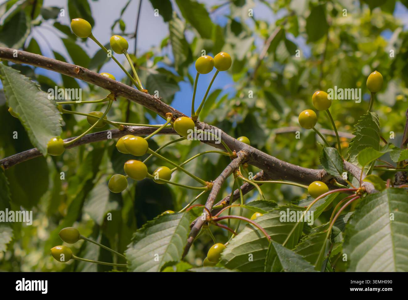 Des grappes de cerises vertes non mûres pendent d'une branche d'arbre entourée de feuilles luxuriantes, capturant un stade précoce du développement des fruits dans un verger ensoleillé Banque D'Images