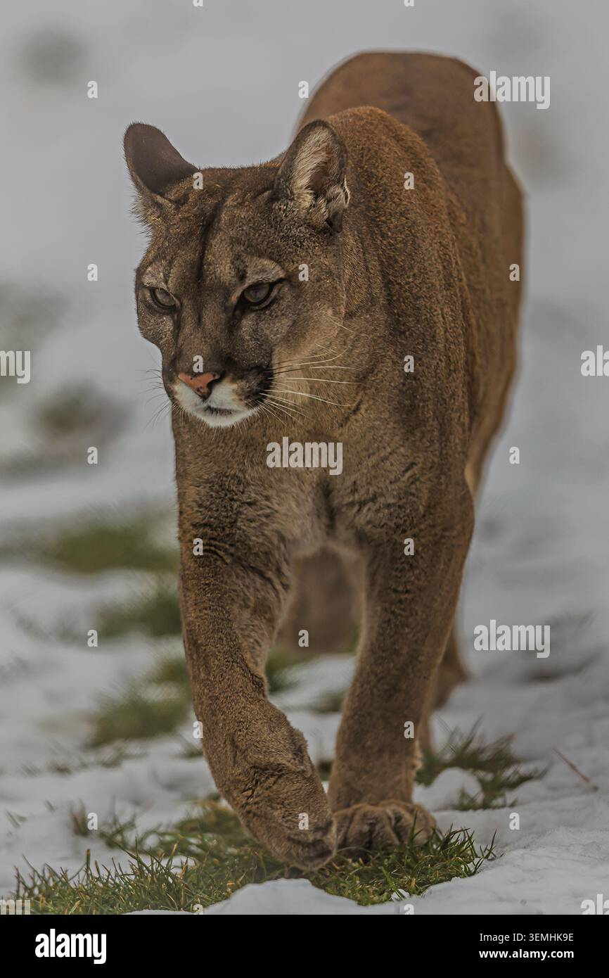 Un puma furtif, Puma concolor, avance sur la neige tandis que ses yeux intenses et sa posture basse suggèrent une chasse patiente. Banque D'Images