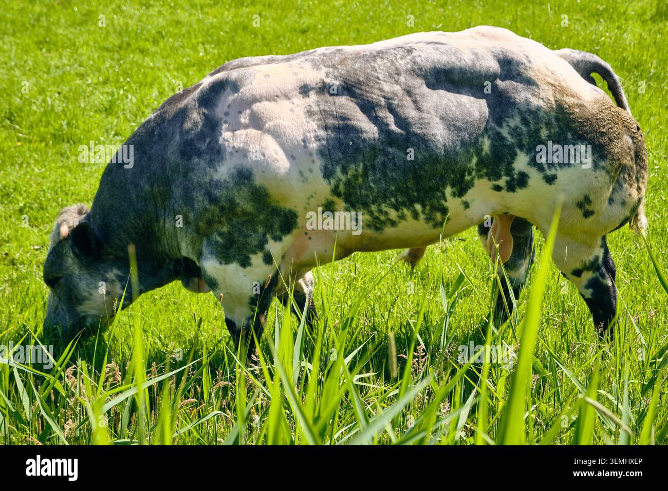 Nederhorst Den Berg, pays-Bas - 24 mai 2026 : un taureau bleu belge, connu pour son extrême muscularité et son bœuf de haute qualité. Banque D'Images