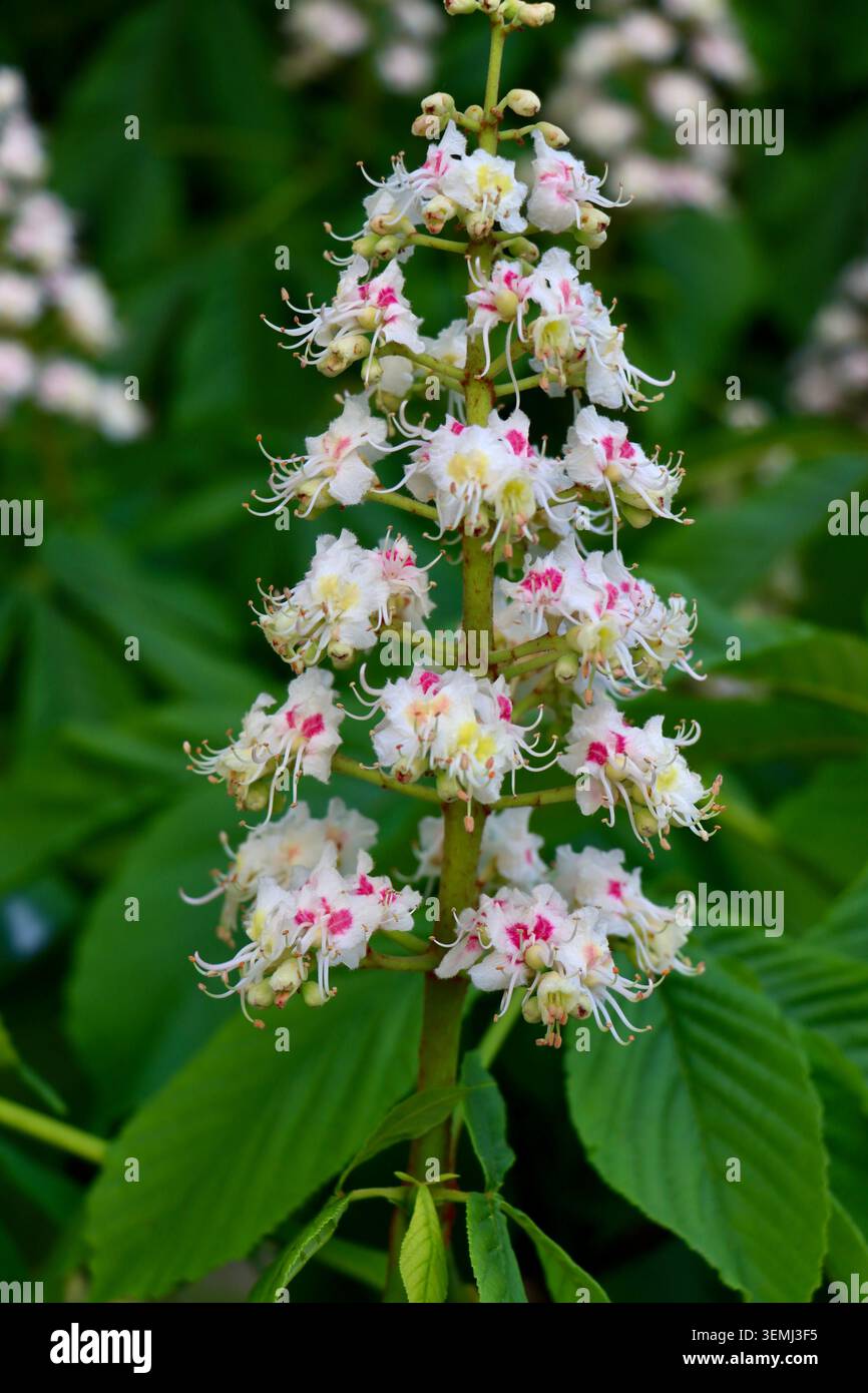 Fleur de châtaignier d'Europe (Aesculus hippocastanum) Banque D'Images