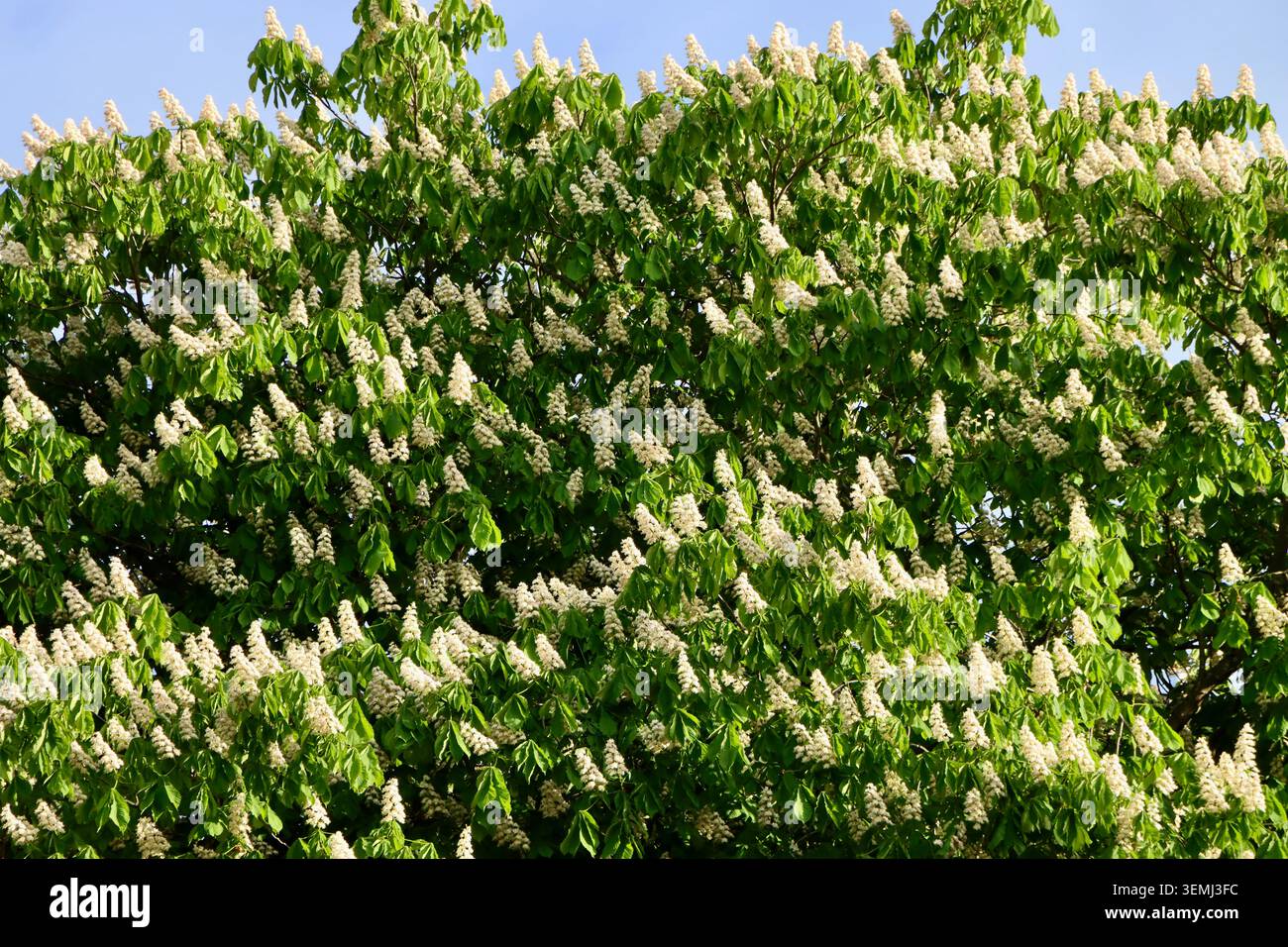 Châtaignier en fleur dans le parc Hesperian Esplanadi, Helsinki, Finlande Banque D'Images