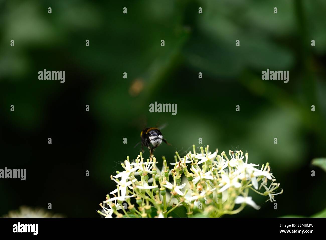Bourdon sur fleur blanche. Bourdon unique sur fleur blanche. Insecte Bombus collectant le pollen sur la fleur de Cornus. Banque D'Images