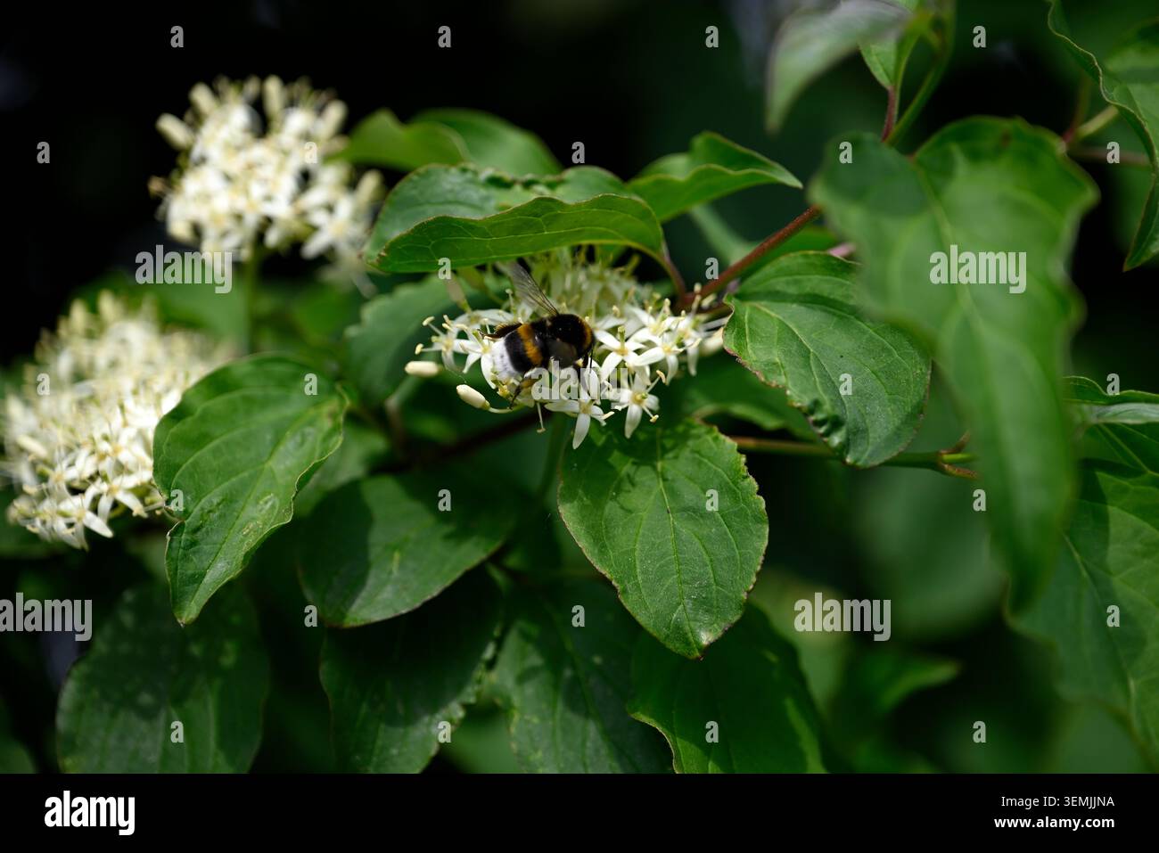 Bourdon sur fleur blanche. Bourdon unique sur fleur blanche. Insecte Bombus collectant le pollen sur la fleur de Cornus. Banque D'Images