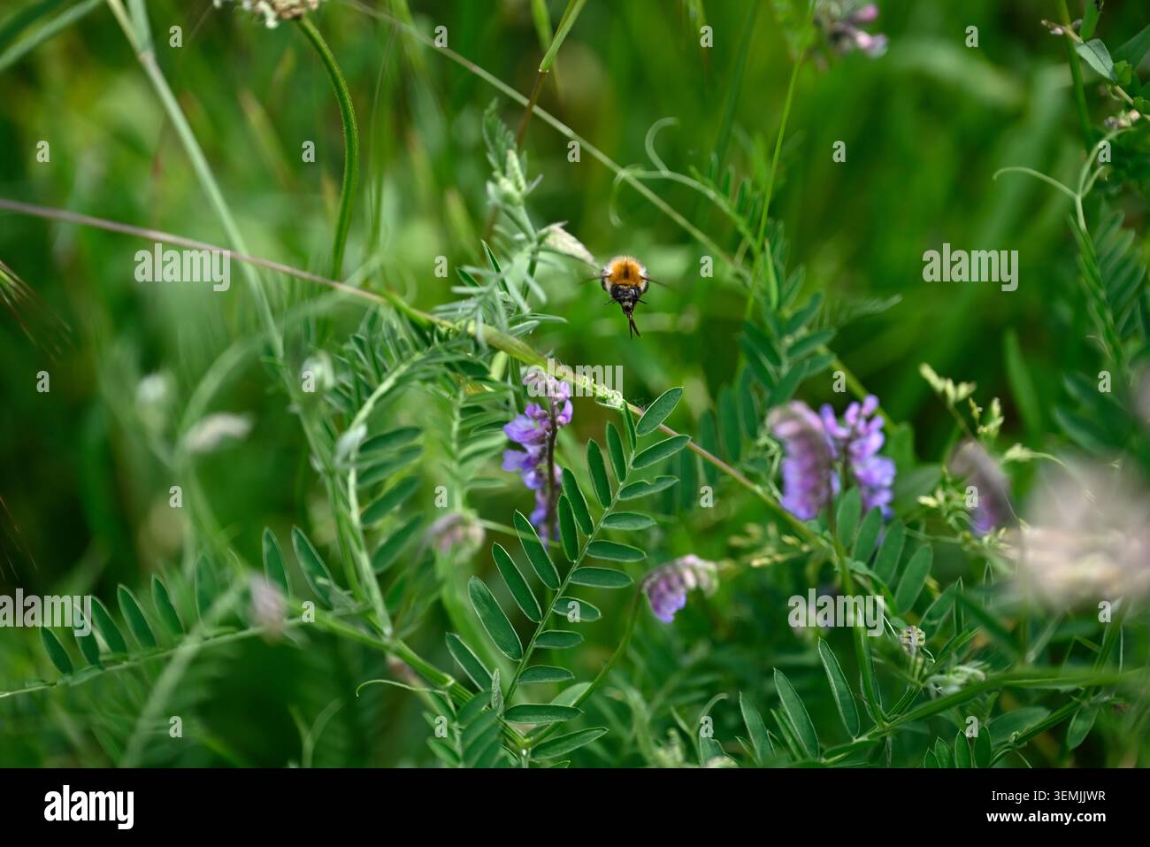 Bourdon sur fleur violette. Bourdon unique sur fleur violwt. Insecte Bombus collectant le pollen sur la fleur avec la fleur violette. Banque D'Images