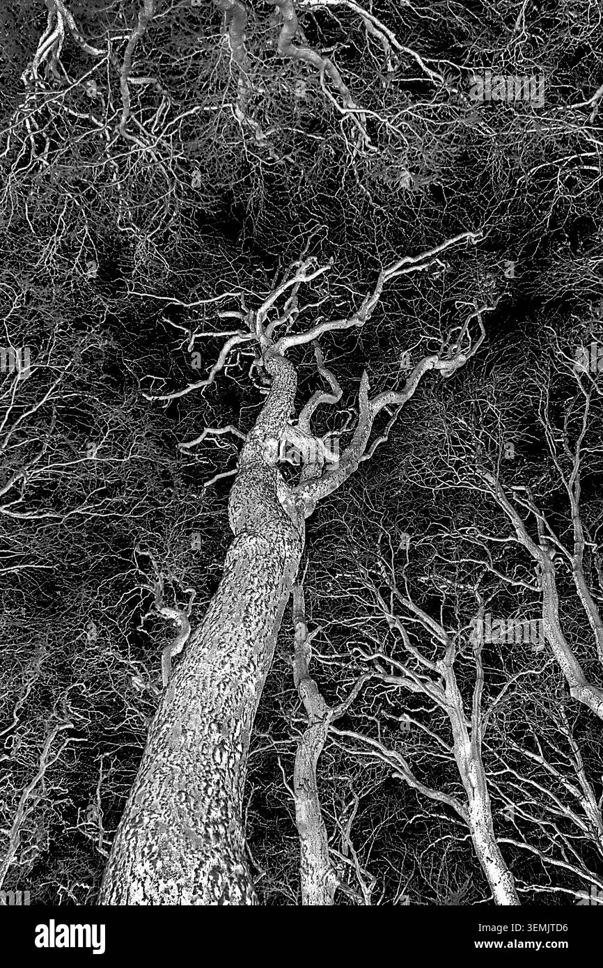 Des branches tordues se grippent au ciel nocturne, transformant une forêt hantée en une scène d'Halloween effrayante remplie d'ombres étranges et d'effrayantes. Banque D'Images
