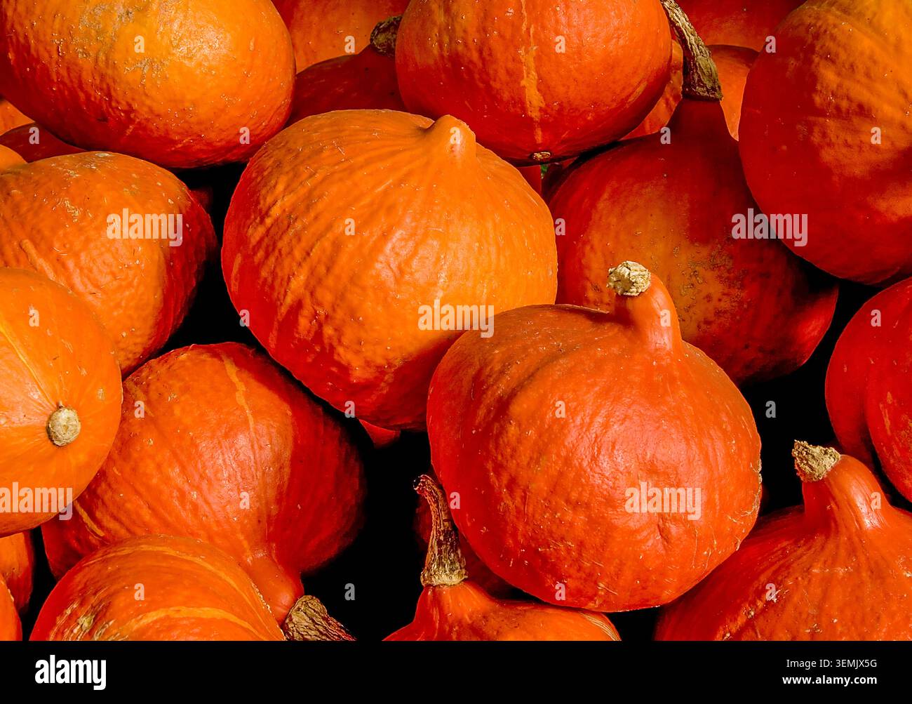 De jolies citrouilles empilées haut, éclatantes de couleur automnale, prêtes pour des lanternes d'Halloween, des pâtisseries douillettes et une délicieuse tarte à la citrouille maison Banque D'Images