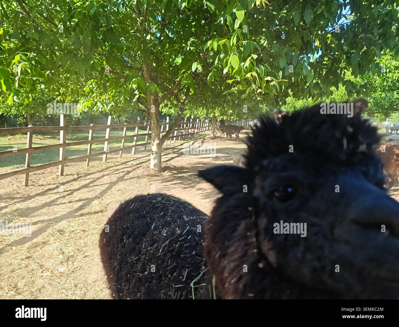 Serbie Valjevo 06.06.2026 Black Alpaca en gros plan Sunny Orchard Path Banque D'Images
