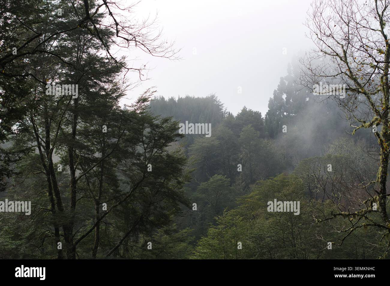 Canopée de forêt indigène brumeuse et brumeuse dans la forêt tropicale tempérée valdivienne du sud du Chili. Banque D'Images